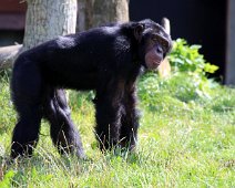 Chimpanse IMG_1620