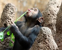 chimpanse IMG_0850