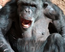 chimpanse IMG_0853