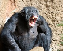 chimpanse IMG_0855