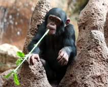 chimpanse IMG_0856