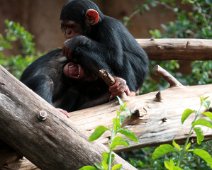 chimpanse IMG_0867