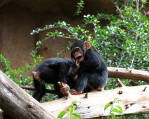chimpanse IMG_0869