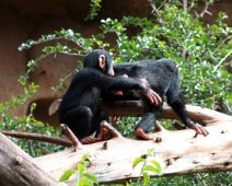 chimpanse IMG_0873