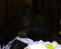 chimpanse IMG_1618