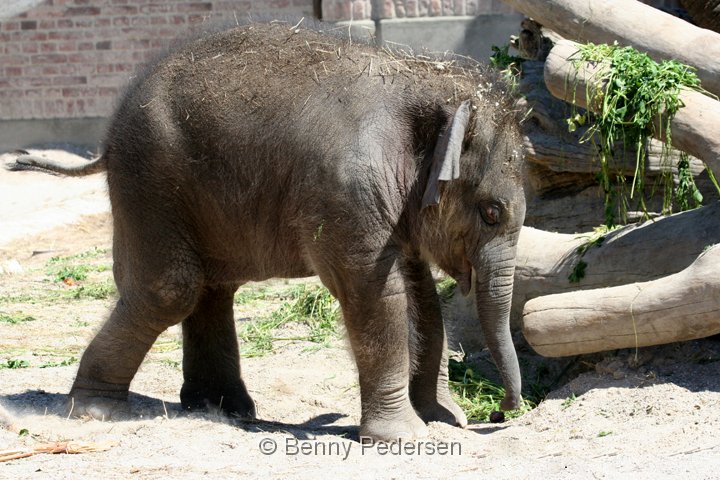 Baby Elefant IMG_0030.jpg - Elefant  (Elephas maximus) 