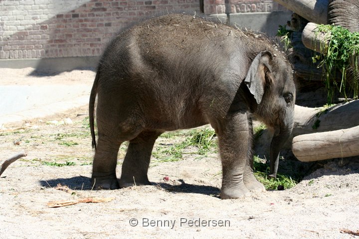 Baby Elefant IMG_0031.jpg - Elefant  (Elephas maximus)    Ungernes fødselsvægt er ca. 100 kg