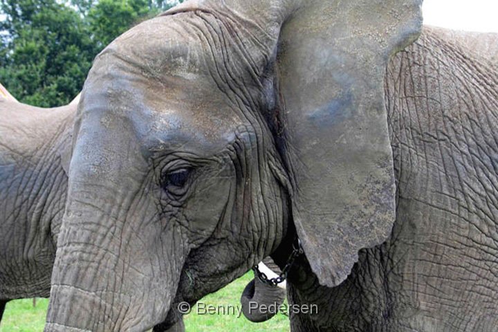Elefant 121_2110.jpg - Elefant  (Elephas maximus) 