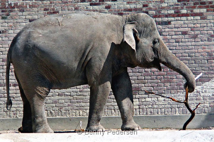 Elefant 156_5681.jpg - Elefant  (Elephas maximus) 
