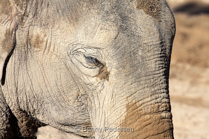 Elefant IMG_1339.jpg - Elefant  (Elephas maximus) 