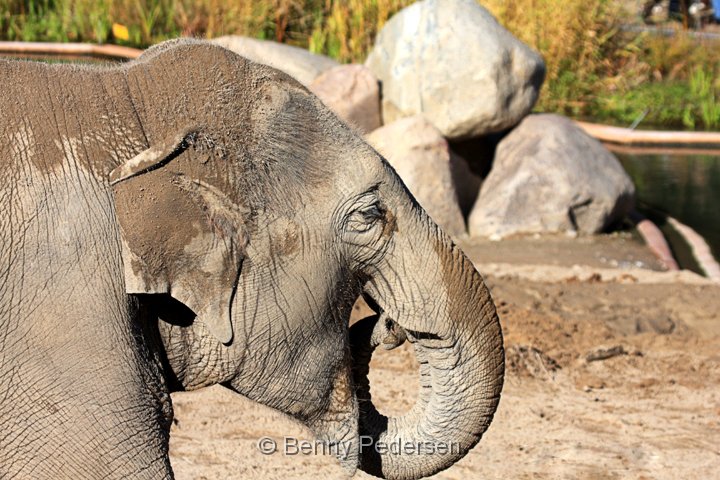 Elefant IMG_1343.jpg - Elefant  (Elephas maximus) 