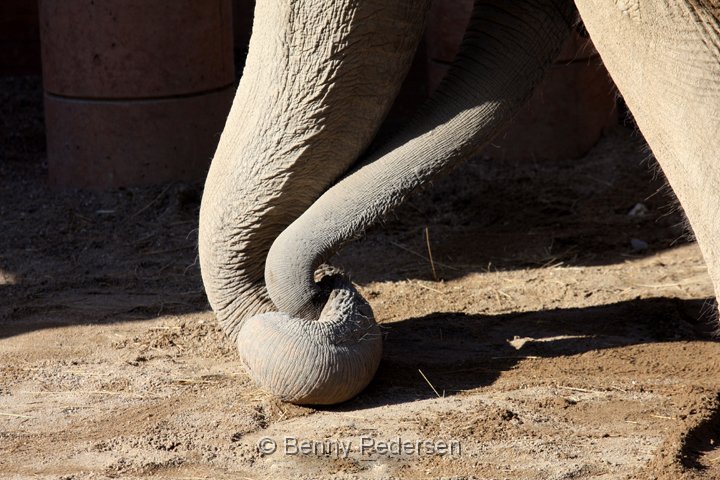 Elefant IMG_1344.jpg - Elefant  (Elephas maximus) 