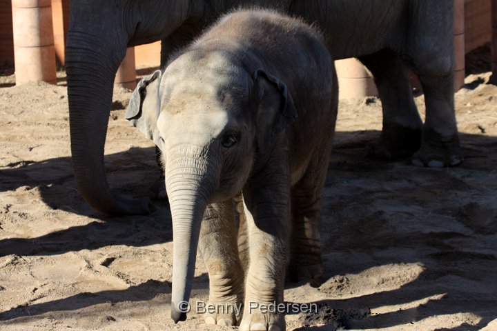 Elefant IMG_1356.jpg - Elefant  (Elephas maximus) 
