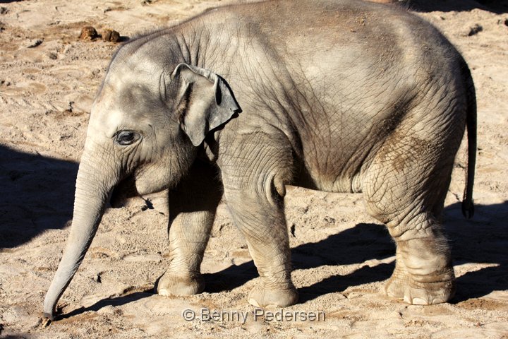 Elefant IMG_1361.jpg - Elefant  (Elephas maximus)  unge