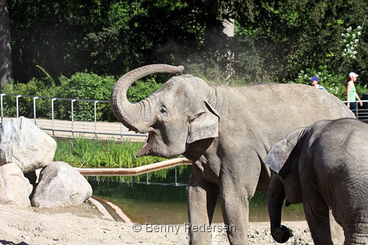 Elefant IMG_2095.jpg - Elefant  (Elephas maximus) 