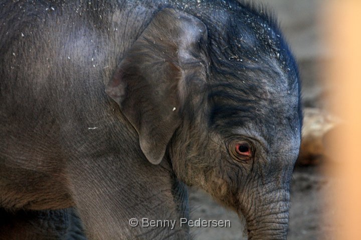 Elefant IMG_3218.jpg - Elefant  (Elephas maximus)    unge 2013