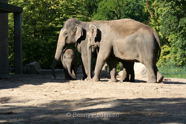 Elefanter IMG_1671.jpg - Elefant  (Elephas maximus)  
