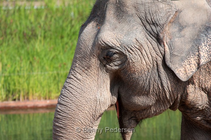 elefant IMG_2362.jpg - Elefant  (Elephas maximus)
