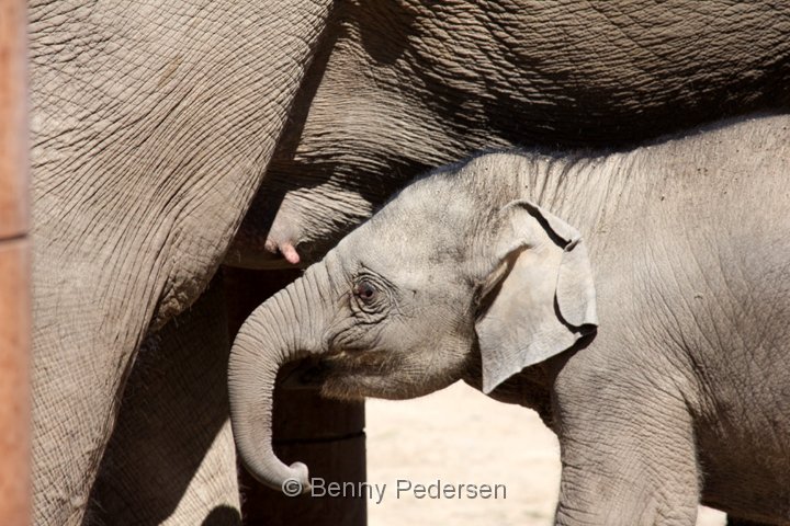 elefant IMG_5420.jpg - Elefant  (Elephas maximus)   unge 2013