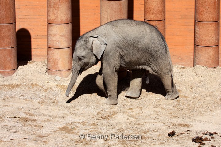 elefant IMG_5423.jpg - Elefant  (Elephas maximus)  unge 2013