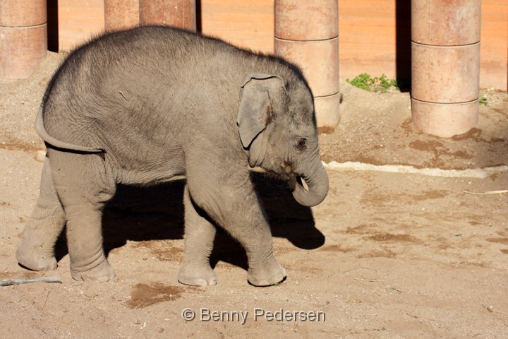 elefant IMG_6659.jpg - Elefant  (Elephas maximus)   unge 2013