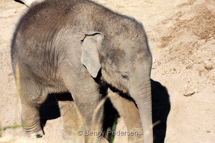 elefant IMG_6920.jpg - Elefanter  (Elephas maximus)   unge 2013
