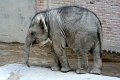 Baby Elefant IMG_2811