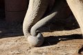Elefant IMG_1344