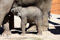 elefant IMG_5419