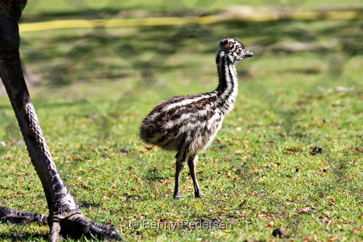 Emu unge 1.jpg - Emu unge (Dromaius novaehollandiae)