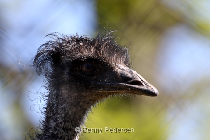 Emu.jpg - Emu (Dromaius novaehollandiae)