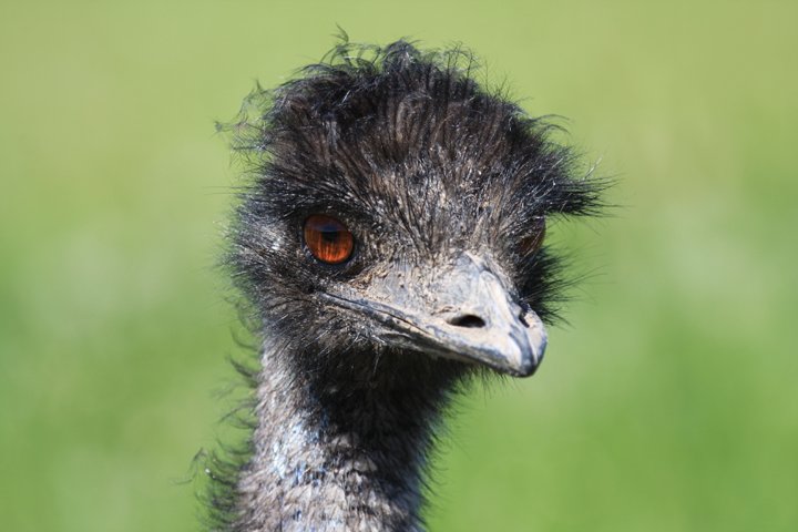 emu IMG_4218.jpg - Emu (Dromaius novaehollandiae)