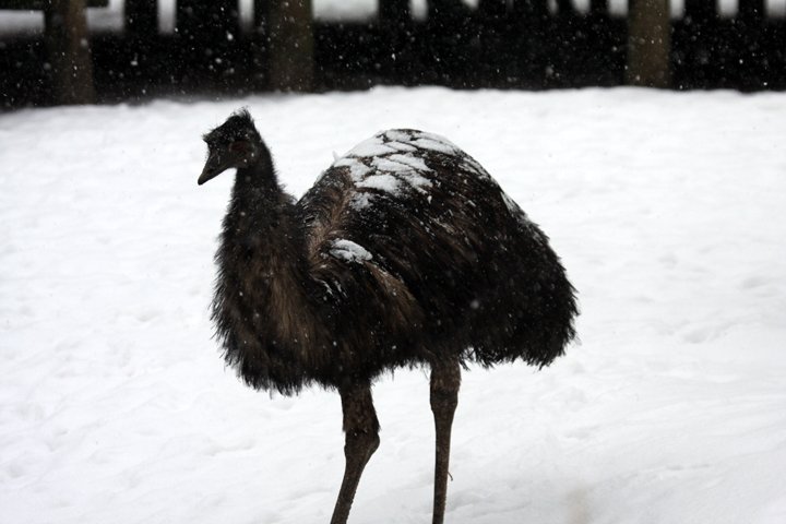 emu IMG_8028.jpg - Emu (Dromaius novaehollandiae) i snevejr