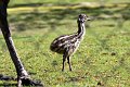 Emu unge 1