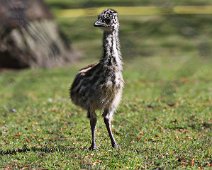 Emu unge IMG_2172