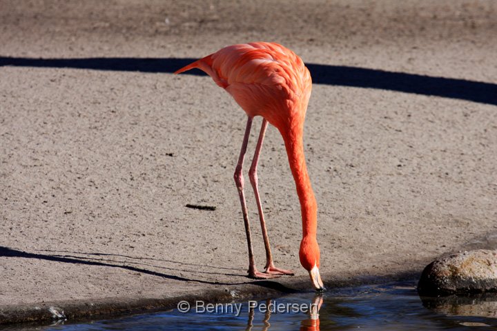 Flamingo IMG_3369.jpg - Cariberflamingo (Phoenicopterus ruber)