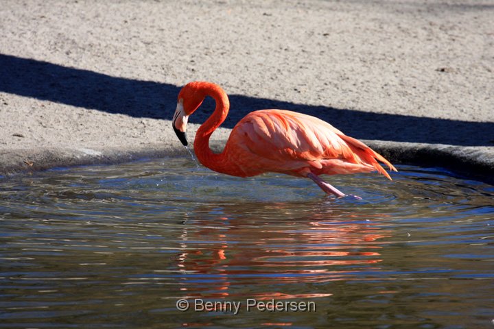 Flamingo IMG_3377.jpg - Cariberflamingo (Phoenicopterus ruber)