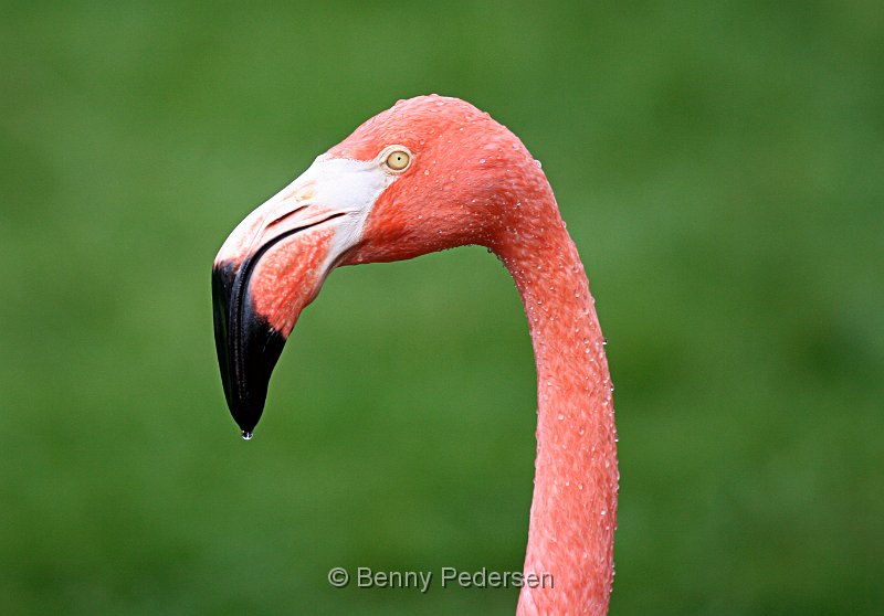 Flamingo.jpg - Cariberflamingo (Phoenicopterus ruber)