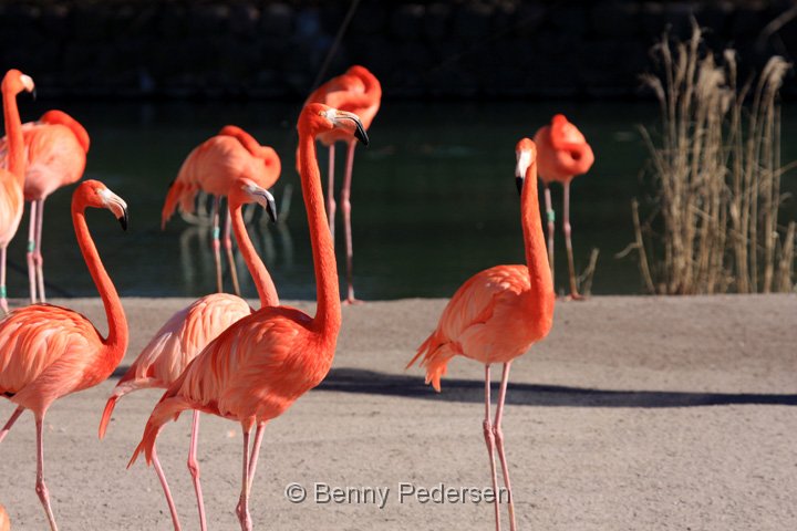 Flamingoer IMG_3366.jpg - Cariberflamingo (Phoenicopterus ruber)