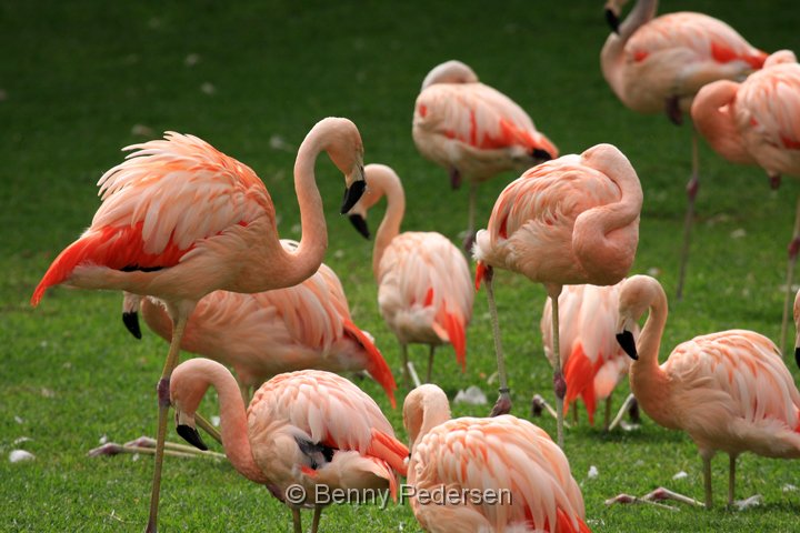 chilenske flamingo IMG_0763.jpg - Chilensk Flamingo (Phoenicopterus chilensis)