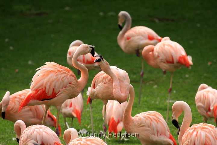 chilenske flamingo IMG_0764.jpg - Chilensk Flamingo (Phoenicopterus chilensis)