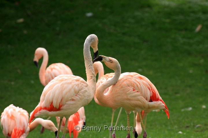 chilenske flamingo IMG_0766.jpg - Chilensk Flamingo (Phoenicopterus chilensis)