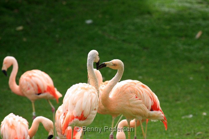 chilenske flamingo IMG_0767.jpg - Chilensk Flamingo (Phoenicopterus chilensis)