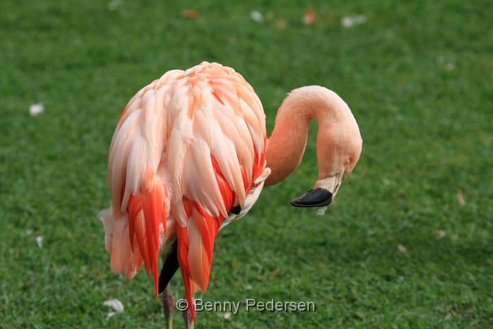 chilenske flamingo IMG_0771.jpg - Chilensk Flamingo (Phoenicopterus chilensis)
