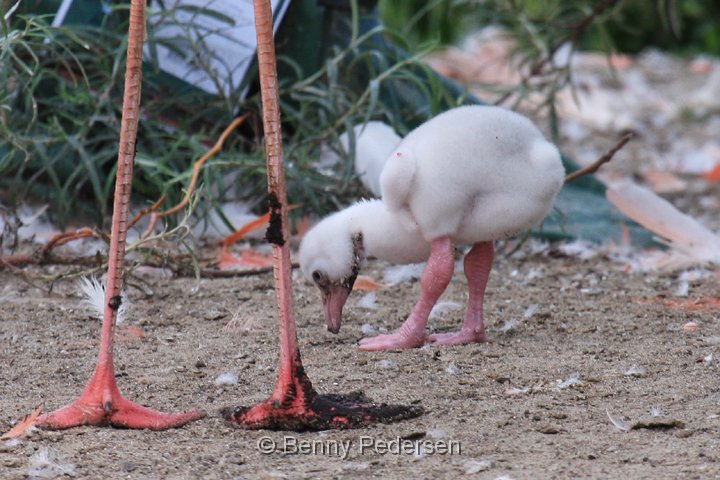 flamingo IMG_5499.jpg - Cariberflamingo (Phoenicopterus ruber)  