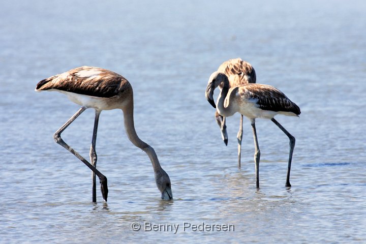 flamingo IMG_6488.jpg - Cariberflamingo (Phoenicopterus ruber)  Alykes Lake Kos