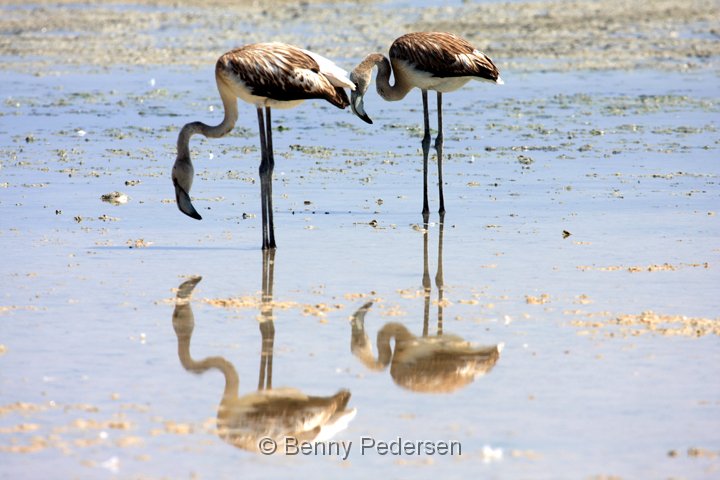 flamingo IMG_6515.jpg - Cariberflamingo (Phoenicopterus ruber)  Alykes Lake Kos