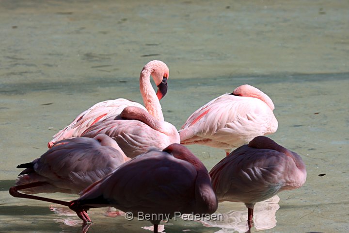 lille  flamingo.jpg - Lille Flamingo (Phoeniconaias minor)