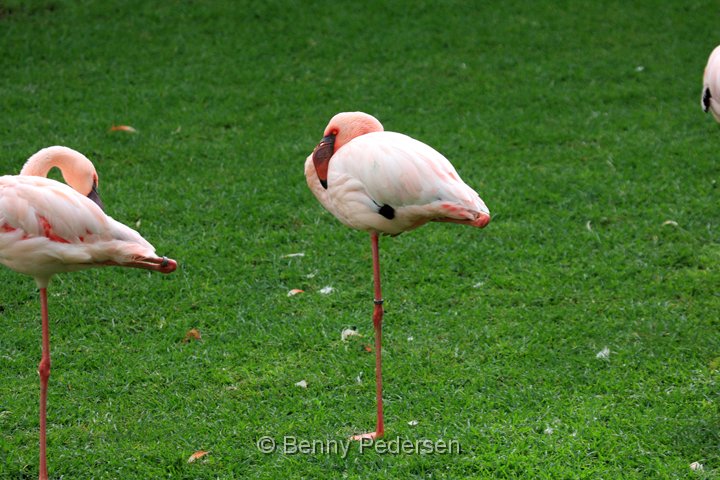 lille flamingo IMG_0768.jpg - Lille Flamingo (Phoeniconaias minor)
