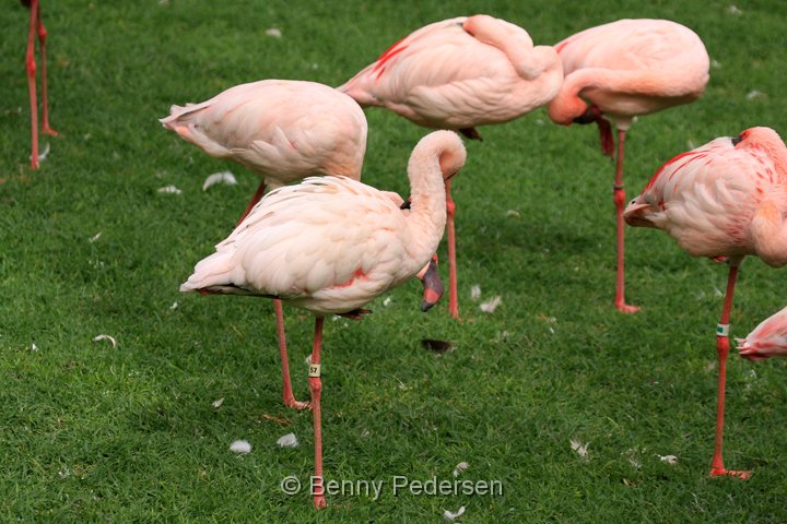 lille flamingo IMG_0773.jpg - Lille Flamingo (Phoeniconaias minor)